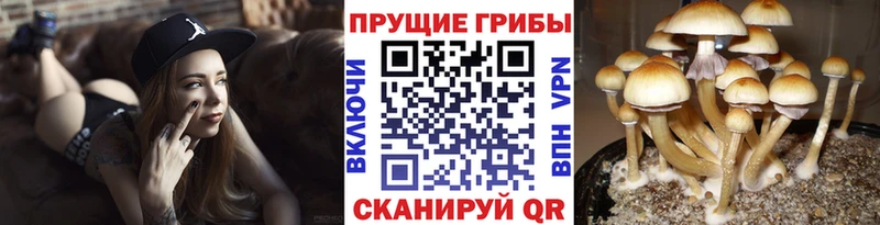 блэк спрут вход  Миасс  Галлюциногенные грибы Psilocybe  наркотики 